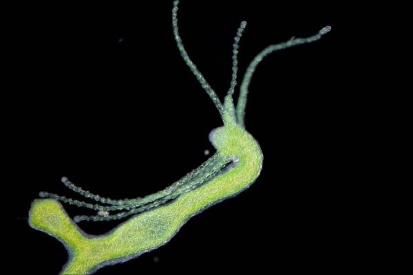 Kraken market ссылка тор