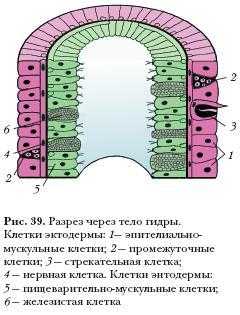 Кракен маркет тор